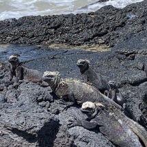 Equador- Galapagos Rundreise 2023 (1176)
