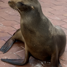 Equador- Galapagos Rundreise 2023 (1307)