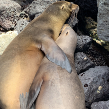 Equador- Galapagos Rundreise 2023 (1385)