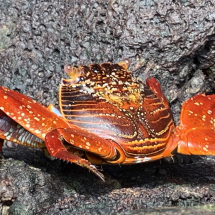 Equador- Galapagos Rundreise 2023 (1398)