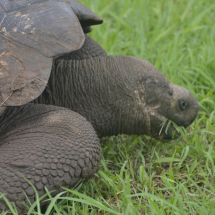Equador- Galapagos Rundreise 2023 (985)